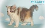  Peaches (Round Face Dilute Calico) - Persian Cat