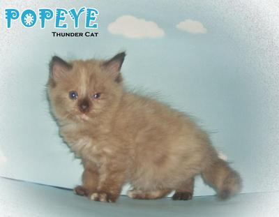 Popeye (Lilac Point Persian) - Persian Cat