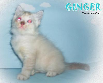 Ginger - Ragdoll Cat