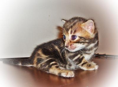 Slyvester-golden Brown Marble-sold - Bengal Cat