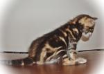 Slyvester-golden Brown Marble-sold - Bengal Cat