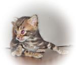 Slyvester-golden Brown Marble-sold - Bengal Cat