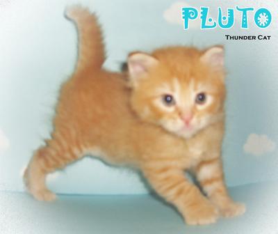 Pluto - Ragamuffin Cat