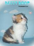 Betty Boop (Sold) - Ragamuffin Cat