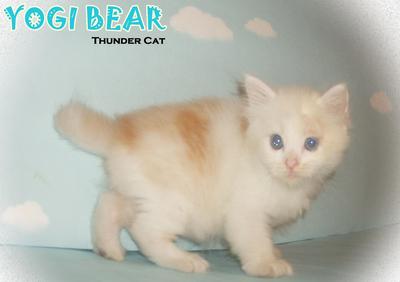 Yogi Bear (Short Tail) - Ragamuffin Cat