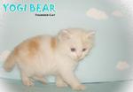 Yogi Bear (Short Tail) - Ragamuffin Cat