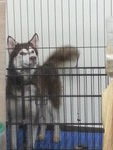 Mocha - Siberian Husky Dog