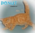 Donut (Red Tabby)-sold - British Shorthair Cat