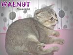 Walnut - Scottish Fold Cat