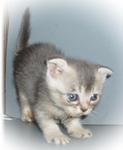 Walnut - Scottish Fold Cat