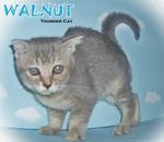 Walnut - Scottish Fold Cat