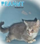 Peanut  - British Shorthair Cat