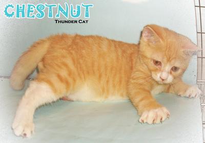 Chestnut - British Shorthair Cat