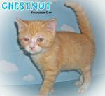 Chestnut - British Shorthair Cat