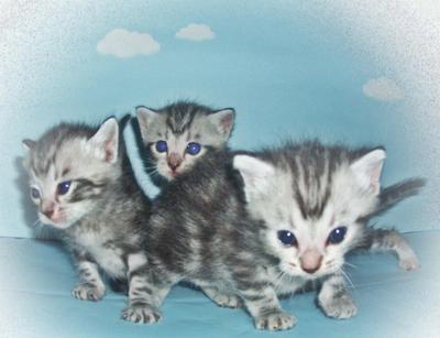 Smurf &amp; Smurfet - American Shorthair Cat