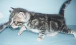 Smurf &amp; Smurfet - American Shorthair Cat