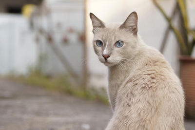  Siam - Siamese + Domestic Short Hair Cat