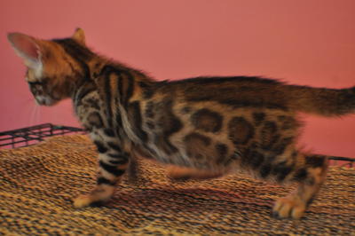 Ultimate Bengal Kittens - Bengal Cat