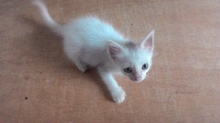 Snowy - Domestic Medium Hair Cat