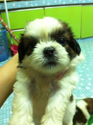 Tiny Shih Tzu - Shih Tzu Dog