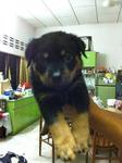 Rottweiler Puppy - Rottweiler Dog