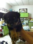 Rottweiler Puppy - Rottweiler Dog