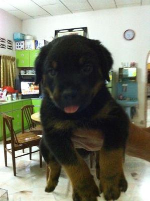 Rottweiler Puppy - Rottweiler Dog