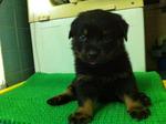 Rottweiler Puppy - Rottweiler Dog