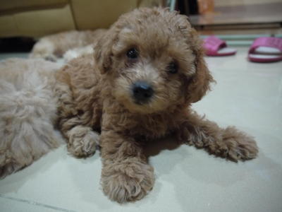 Coco The Homebreed Toy Poo - Poodle Dog