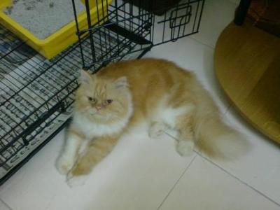 Boboy - Persian Cat