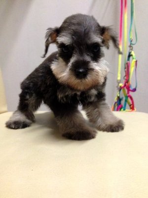   Black And Silver Schnauzer - Schnauzer Dog