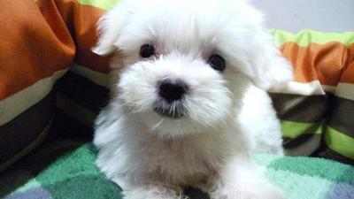 Maltese Tiny Size - Maltese Dog