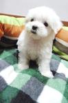 Maltese Tiny Size - Maltese Dog