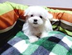 Maltese Tiny Size - Maltese Dog