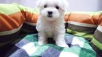 Maltese Tiny Size - Maltese Dog