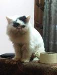 Puffy - Persian Cat