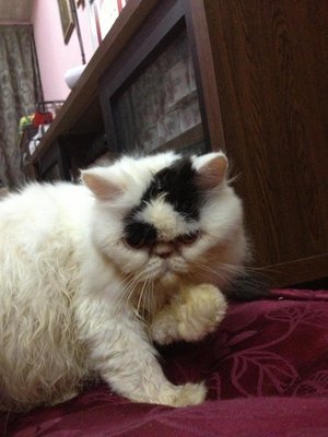 Puffy - Persian Cat