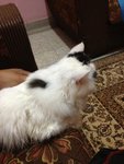 Puffy - Persian Cat