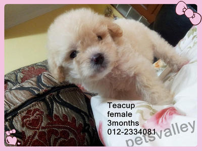 Cream Teacup Poodle - Poodle Dog