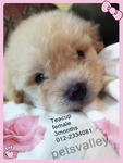 Cream Teacup Poodle - Poodle Dog