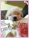 Cream Teacup Poodle - Poodle Dog