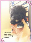 Black Tiny Poodle~ - Poodle Dog