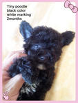 Black Tiny Poodle~ - Poodle Dog