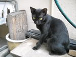 Yuenie - Domestic Short Hair Cat