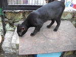 Yuenie - Domestic Short Hair Cat