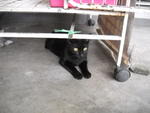 Yuenie - Domestic Short Hair Cat
