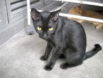 Yuenie - Domestic Short Hair Cat