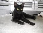 Yuenie - Domestic Short Hair Cat