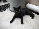 Yuenie - Domestic Short Hair Cat