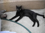 Yuenie - Domestic Short Hair Cat